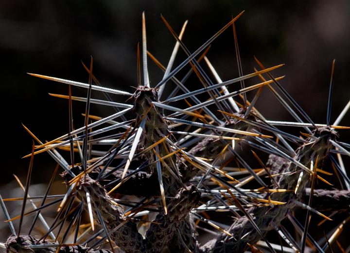 Pencil Cholla 1465.jpg - Copyright 2010 DonJacobson
